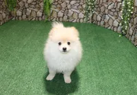 AKC Lark Cream male - 8+ lbs as adult, a male Pomeranian for sale in Evans, WA – 7 of 8