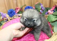 AKC Dunka - Red Sable Female Pom 5.5 lbs, a female Pomeranian for sale in Colville, WA – 7 of 8