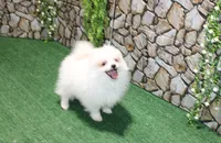 AKC Pupsik white male Pom - 8+ lbs as adult, a male Pomeranian for sale in Colville, WA – 3 of 8
