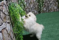 AKC Sasha - White female Pom - 5 lbs as adult, a female Pomeranian for sale in Evans, WA – 4 of 8