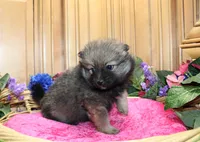 AKC Dina - Red Sable Female Pom 8+ lbs, a female Pomeranian for sale in Colville, WA – 1 of 8