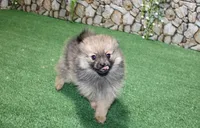 AKC Dunka - Red Sable Female Pom - 5.5 lbs as adult, a female Pomeranian for sale in Colville, WA – 4 of 7