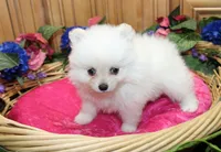AKC Fenya White female Pom - 4.5 pounds as adult, a female Pomeranian for sale in Evans, WA – 9 of 10