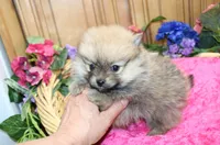 AKC Darina - Red Sable Female Pom, a female Pomeranian for sale in Colville, WA – 3 of 8
