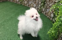 AKC Pupsik white male Pom - 8+ lbs as adult, a male Pomeranian for sale in Colville, WA – 4 of 8