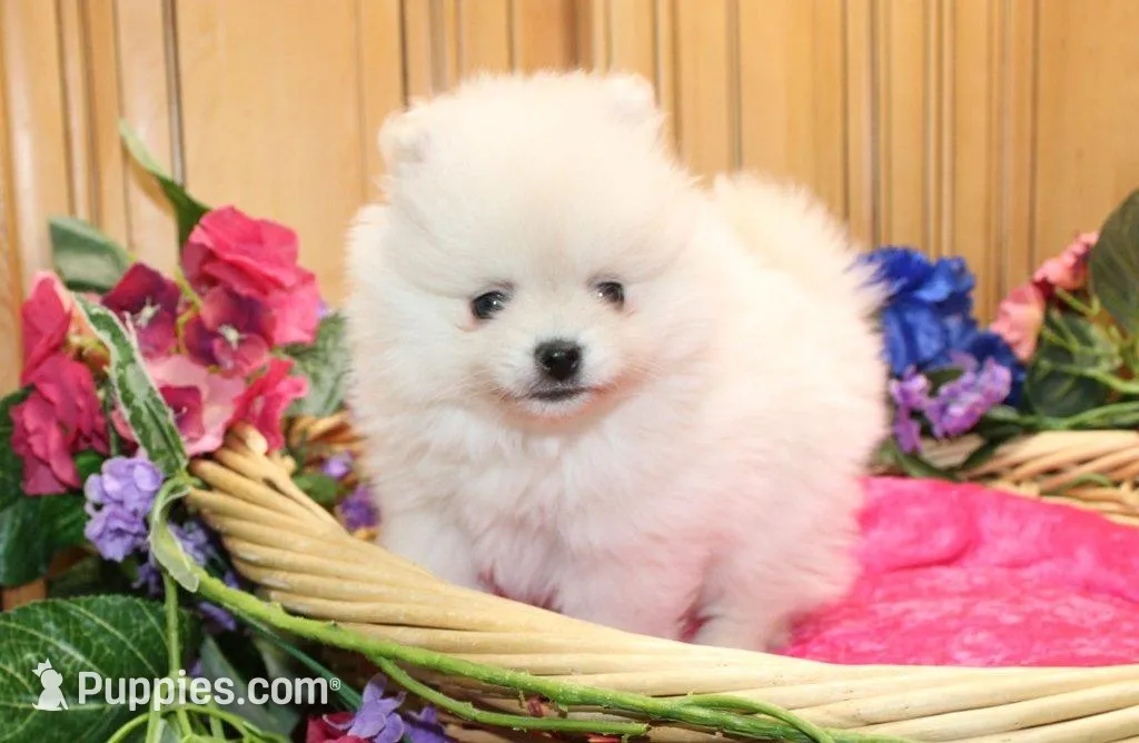AKC Menika White Girl - 6 lbs, a female Pomeranian for sale in Colville, WA – Photo 7 of 10