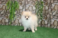 AKC Lara Orange Female Pom - 5 lbs as adult, a male Pomeranian for sale in Evans, WA – 2 of 8