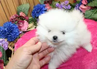 AKC Dalinka - White female Pom - 5 lbs as adult, a female Pomeranian for sale in Colville, WA – 4 of 6