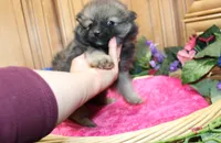 AKC Dina - Red Sable Female Pom 8+ lbs, a female Pomeranian for sale in Colville, WA – 8 of 8