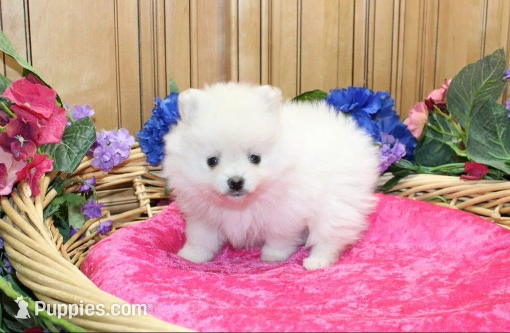 AKC Marshmallow Girl - 4.5 lbs, a female Pomeranian for sale in Colville, WA – Photo 2 of 10