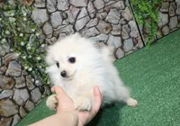 AKC Sasha - White female Pom - 5 lbs as adult, a female Pomeranian for sale in Evans, WA – 2 of 8
