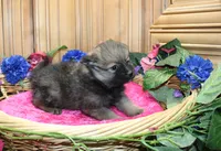 AKC Dina - Red Sable Female Pom 8+ lbs, a female Pomeranian for sale in Colville, WA – 2 of 8