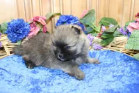 AKC Bermut Red Sable male Pomeranian - 6 pounds as adult, a male Pomeranian for sale in Evans, WA – 7 of 7