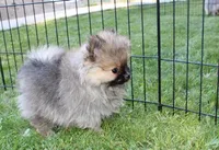 AKC Gosha - Red Pom Boy - 6lbs, a male Pomeranian for sale in Colville, WA – Photo 5 of 9