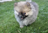 AKC Gosha - Red Pom Boy - 6lbs, a male Pomeranian for sale in Colville, WA – Photo 7 of 9