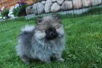 AKC Gosha - Red Pom Boy - 6lbs, a male Pomeranian for sale in Colville, WA – Photo 3 of 9