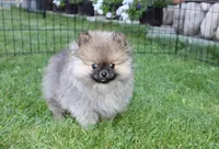 AKC Gosha - Red Pom Boy - 6lbs, a male Pomeranian for sale in Colville, WA – Photo 1 of 9