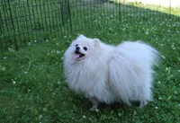 AKC Gosha - Red Pom Boy - 6lbs, a male Pomeranian for sale in Colville, WA – Photo 8 of 9