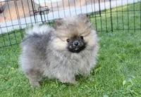 AKC Gosha - Red Pom Boy - 6lbs, a male Pomeranian for sale in Colville, WA – Photo 2 of 9