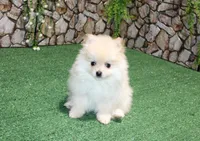 AKC Serg Orange Pom 6.5 lbs, a male Pomeranian for sale in Colville, WA – Photo 3 of 10