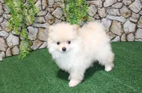AKC Serg Orange Pom 6.5 lbs, a male Pomeranian for sale in Colville, WA – Photo 6 of 10