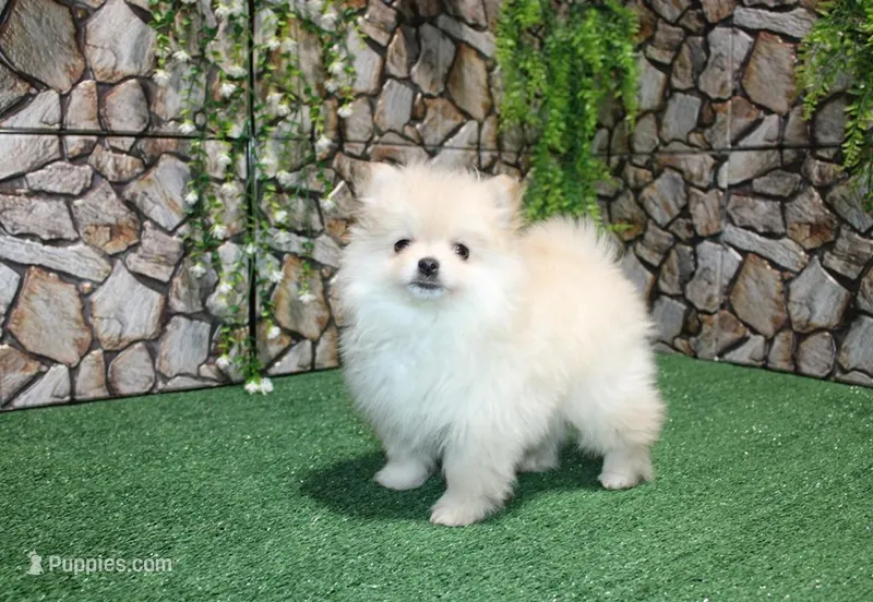 AKC Serg Orange Pom 6.5 lbs, a male Pomeranian for sale in Colville, WA – Photo 1 of 10