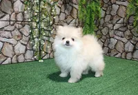 AKC Serg Orange Pom 6.5 lbs, a male Pomeranian for sale in Colville, WA – Photo 1 of 10