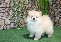 AKC Serg Orange Pom 6.5 lbs, a male Pomeranian for sale in Colville, WA – Photo 2 of 10