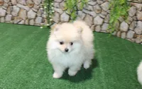 AKC Serg Orange Pom 6.5 lbs, a male Pomeranian for sale in Colville, WA – Photo 7 of 10