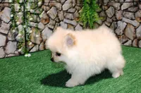AKC Serg Orange Pom 6.5 lbs, a male Pomeranian for sale in Colville, WA – Photo 8 of 10