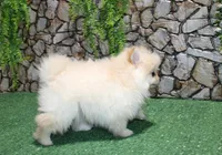 AKC Serg Orange Pom 6.5 lbs, a male Pomeranian for sale in Colville, WA – Photo 4 of 10