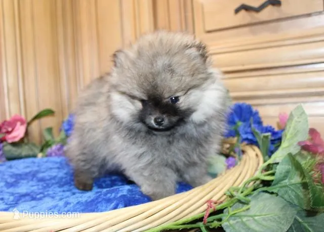 AKC Jarkon - Red Sable 5 lbs