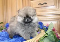 AKC Jarkon - Red Sable 5 lbs, a male Pomeranian for sale in Colville, WA – Photo 2 of 9