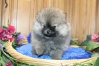 AKC Jarkon - Red Sable 5 lbs, a male Pomeranian for sale in Colville, WA – Photo 3 of 9