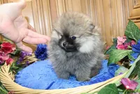 AKC Jarkon - Red Sable 5 lbs, a male Pomeranian for sale in Colville, WA – Photo 7 of 9