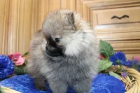 AKC Jarkon - Red Sable 5 lbs, a male Pomeranian for sale in Colville, WA – Photo 5 of 9