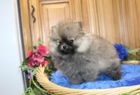 AKC Jarkon - Red Sable 5 lbs, a male Pomeranian for sale in Colville, WA – Photo 4 of 9