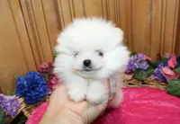 AKC Darianka - White female Pom - 5 lbs as adult, a female Pomeranian for sale in Colville, WA – 2 of 6