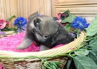 AKC Dina - Red Sable Female Pom 8+ lbs, a female Pomeranian for sale in Colville, WA – 5 of 8