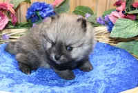 AKC Bran Red Sable male Pomeranian - 5.5 as adult, a male Pomeranian for sale in Evans, WA – 4 of 9