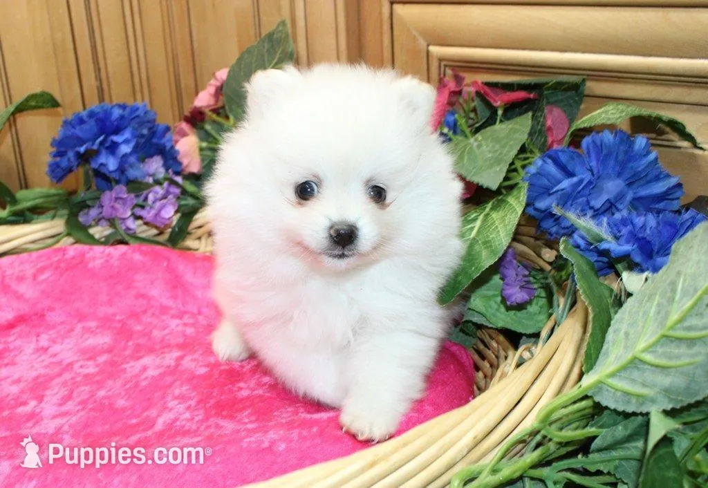 AKC Megalia White Girl - 7+ lbs, a female Pomeranian for sale in Colville, WA – Photo 7 of 10