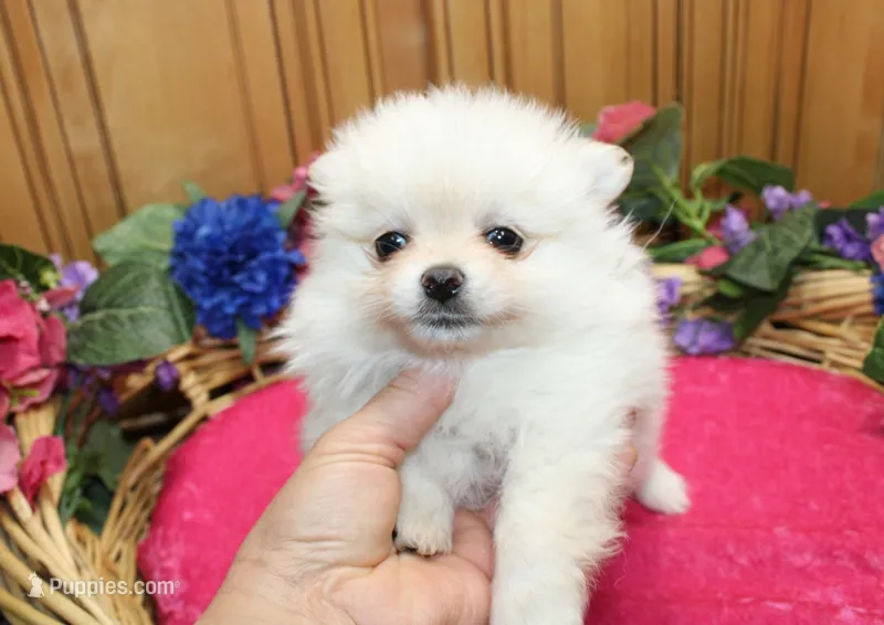AKC Frolina White female Pomeranian - 5.5 lbs as adult – Pomeranian puppy for sale in Evans, WA