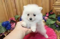 AKC Fibby White female Pom - 5 lbs as adult, a female Pomeranian for sale in Evans, WA – 2 of 10