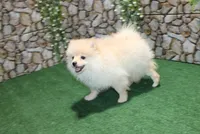 AKC Lark Cream male - 8+ lbs as adult, a male Pomeranian for sale in Evans, WA – 4 of 8