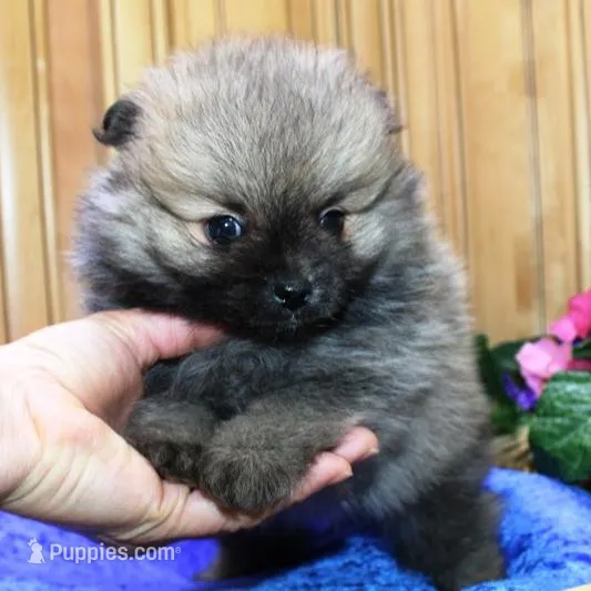 AKC Boss Red Sable male 6lbs, a male Pomeranian for sale in Colville, WA – Photo 7 of 9