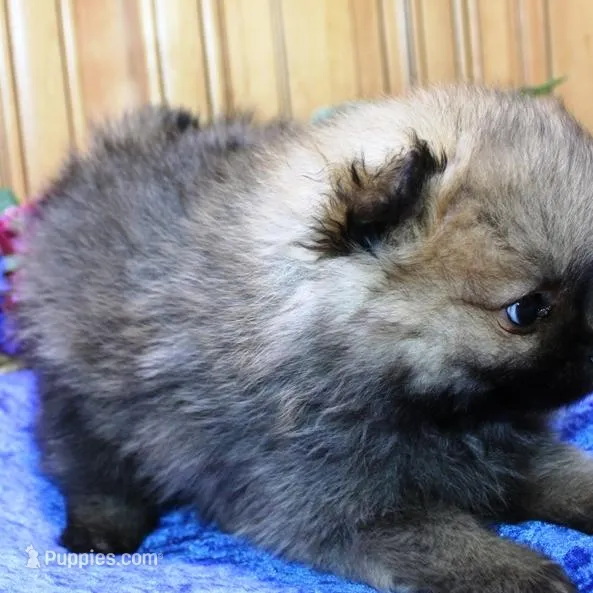 AKC Boss Red Sable male 6lbs, a male Pomeranian for sale in Colville, WA – Photo 3 of 9