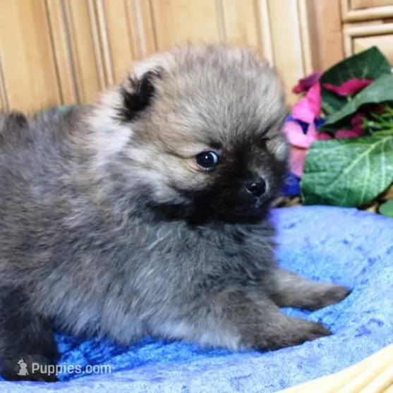 AKC Boss Red Sable male 6lbs – Pomeranian puppy for sale in Colville, WA