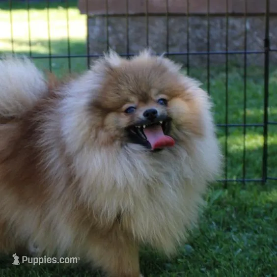 AKC Boss Red Sable male 6lbs, a male Pomeranian for sale in Colville, WA – Photo 9 of 9