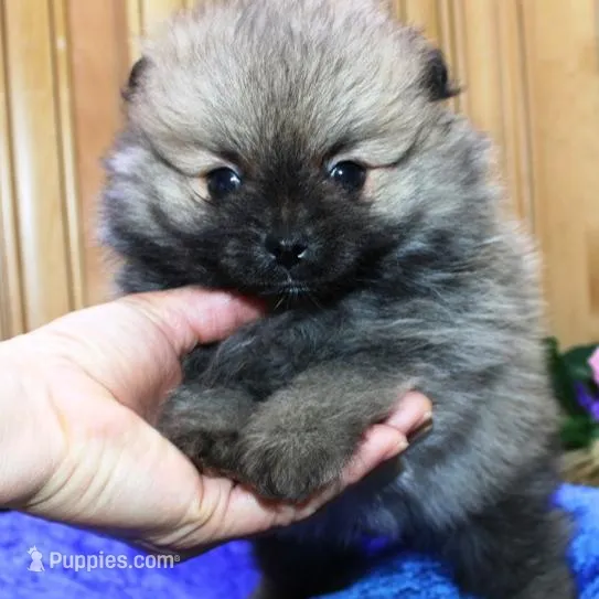 AKC Boss Red Sable male 6lbs, a male Pomeranian for sale in Colville, WA – Photo 6 of 9
