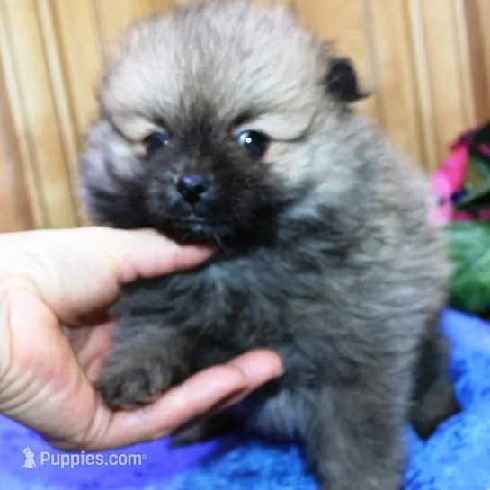 AKC Boss Red Sable male 6lbs, a male Pomeranian for sale in Colville, WA – Photo 5 of 9